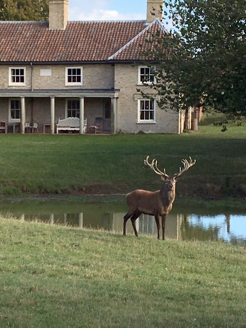 Stag at Gunton Park